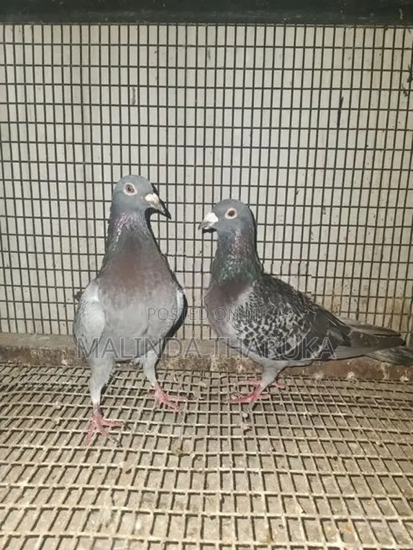 Recing Homar Pigeon