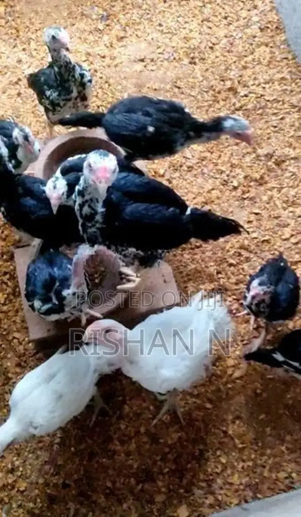 Shamos Chicks.