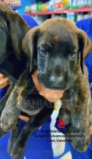 Presa Canario Pups
