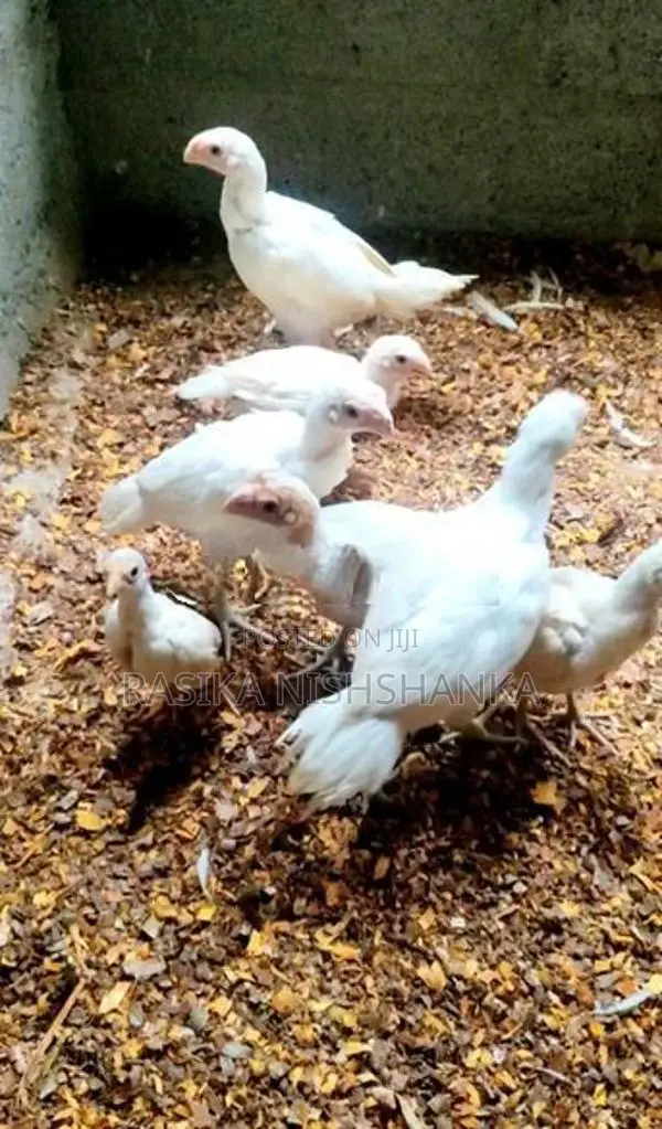 Parrot Beak Long Tail Chicks.