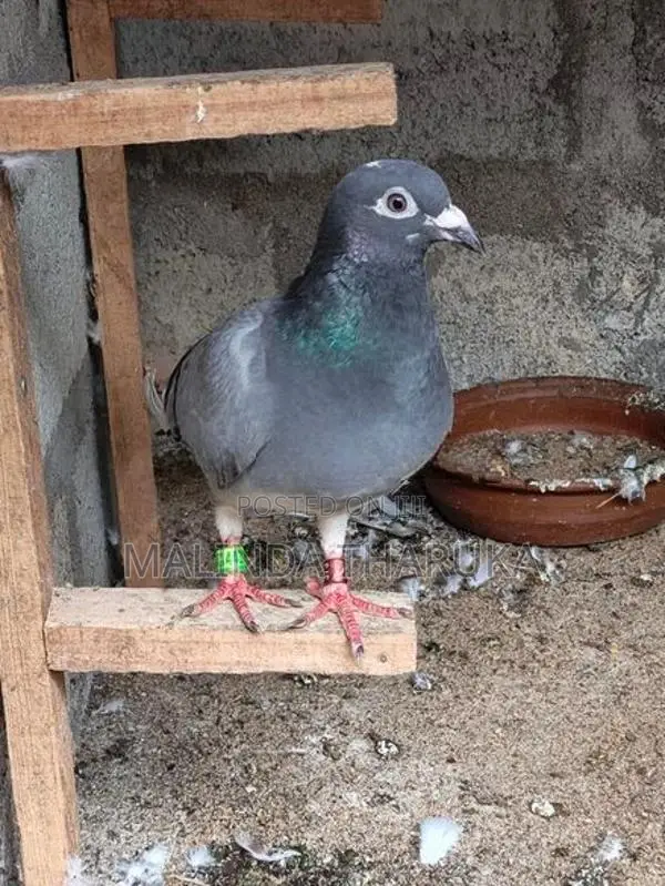 Recing Homar Pigeon