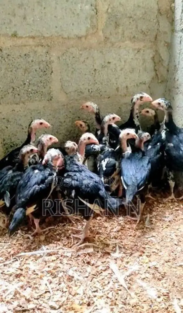 Shamos Chicks.