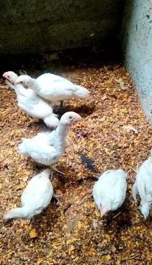 Parrot Beak Long Tail Chicks.
