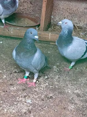 Recing Homar Pigeon