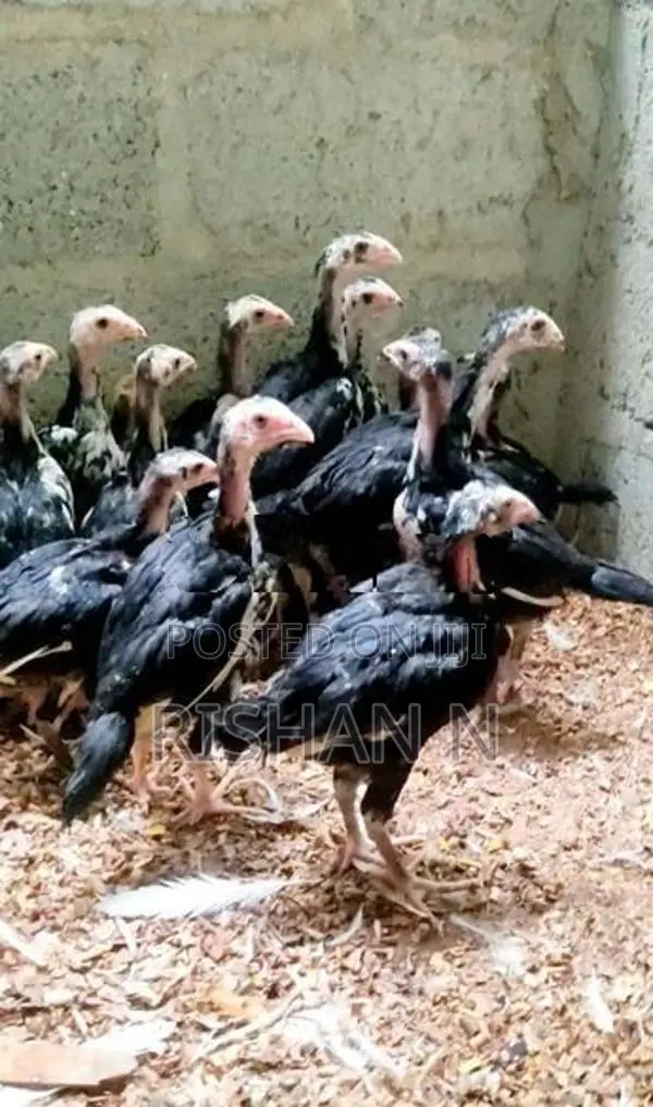 Shamos Chicks.