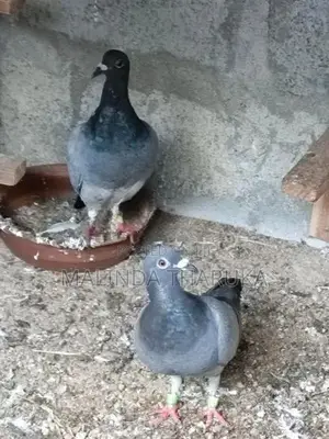Recing Homar Pigeon