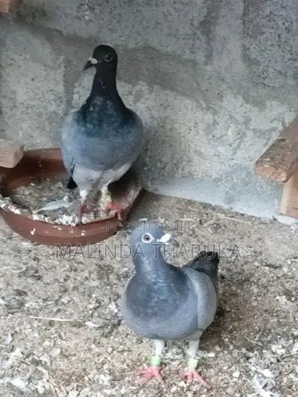 Recing Homar Pigeon