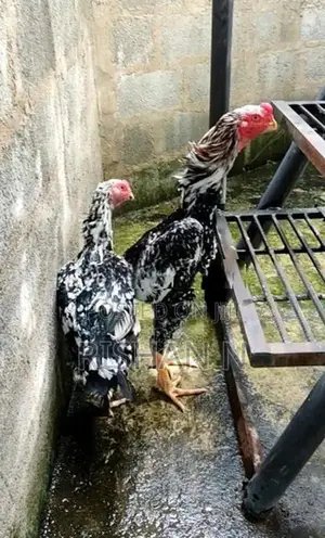Shamos Chicks.