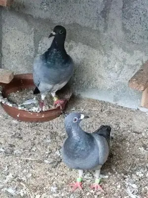 Recing Homar Pigeon