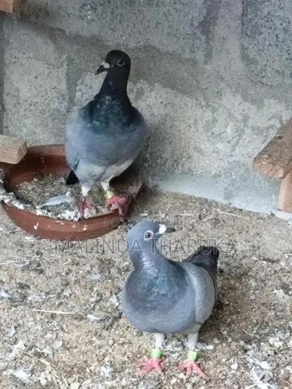 Recing Homar Pigeon
