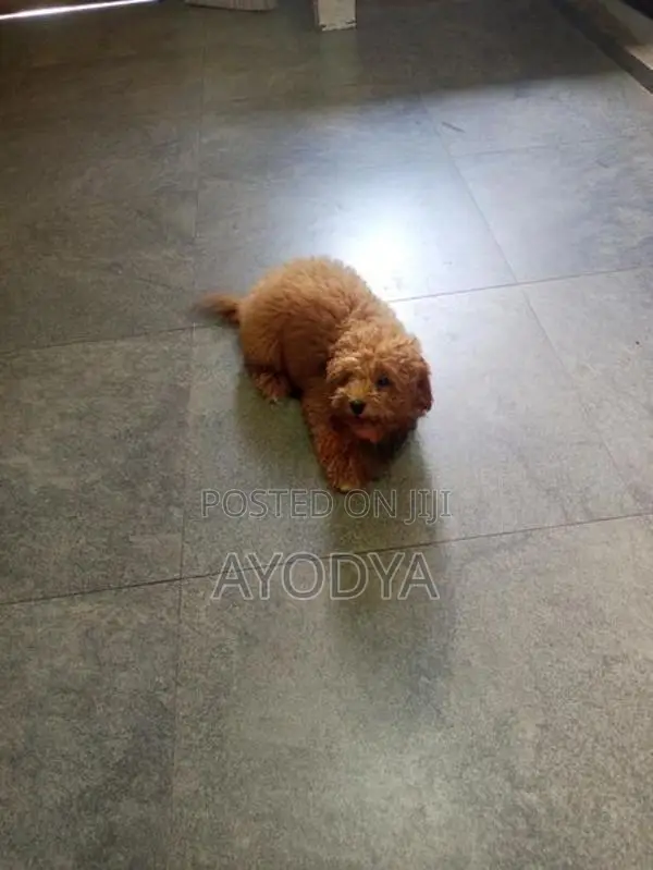 Toy Poodle Puppy