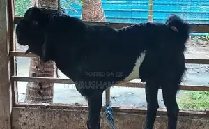 Farm Goat