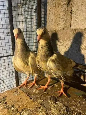 පරවියන්