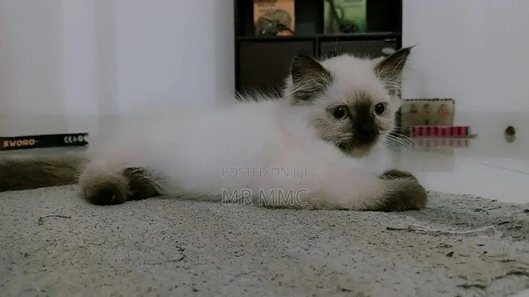 Himalayan Cat