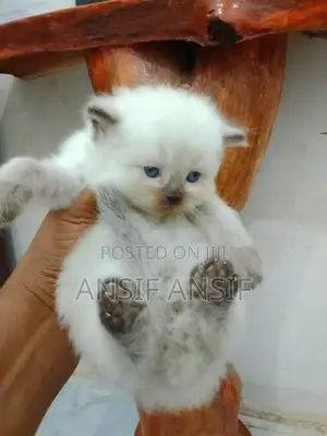 Himalayan Kitten