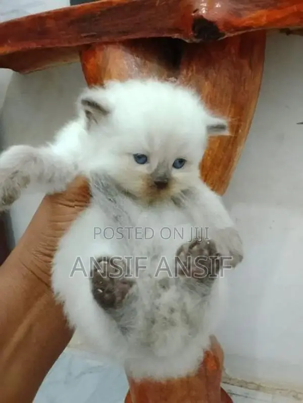 Himalayan Kitten