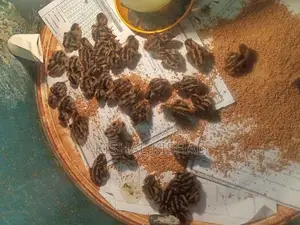 காடை குகுஞ்சுகள்