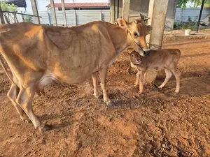 பால் மாடு