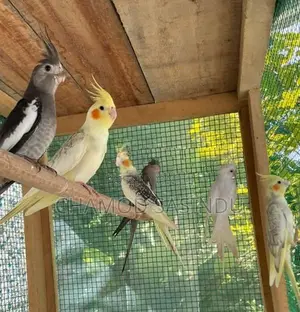 Cocktail Birds