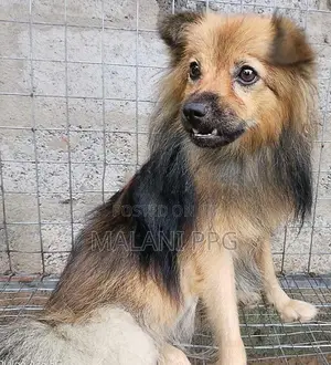 Lion Pomeranian Male Dog