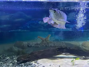 Silver Arowana