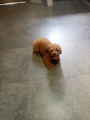 Toy Poodle Puppy