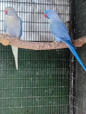 Ringneck Birds