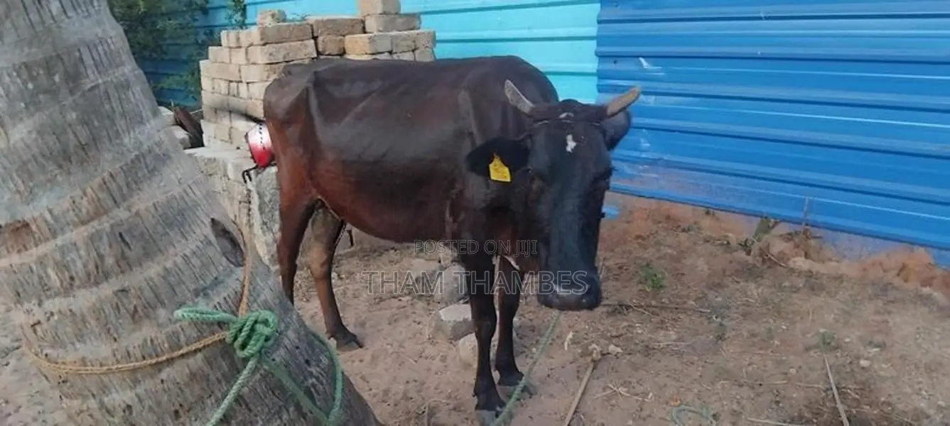 சினை பசு