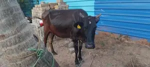 சினை பசு