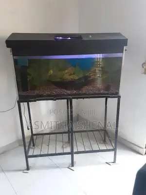 Fish Tank