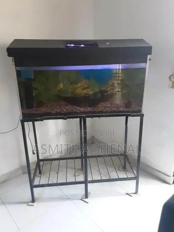 Fish Tank