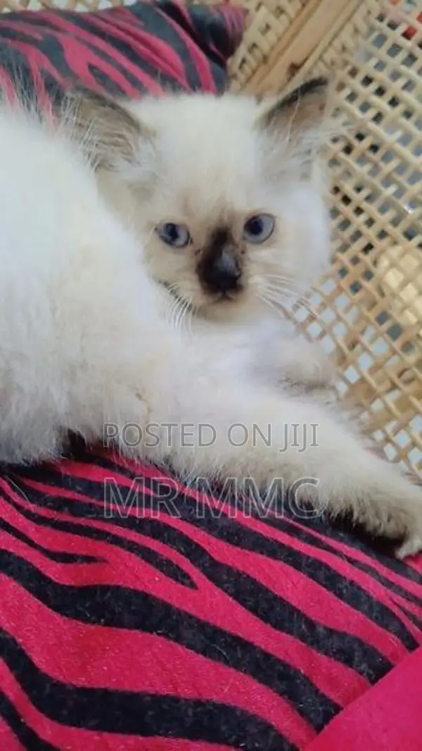 Himalayan Cat