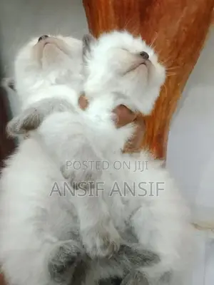 Himalayan Kitten