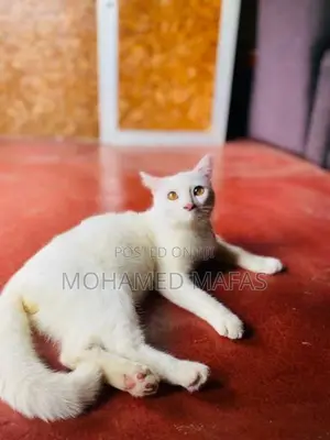 White Persian Cross Cat