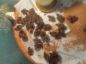 காடை குகுஞ்சுகள்