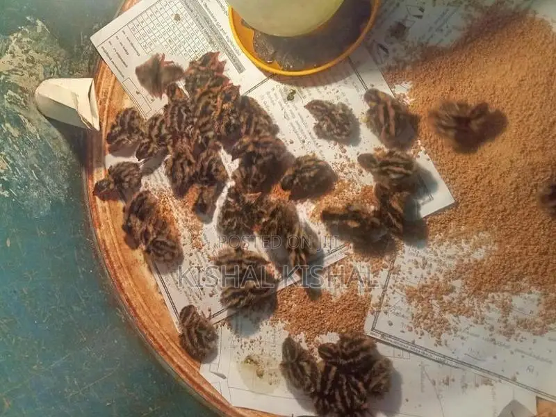 காடை குகுஞ்சுகள்