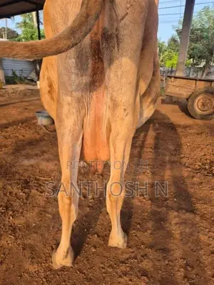 பால் மாடு
