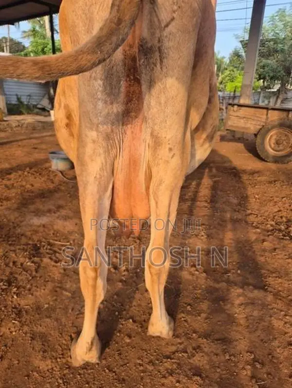 பால் மாடு