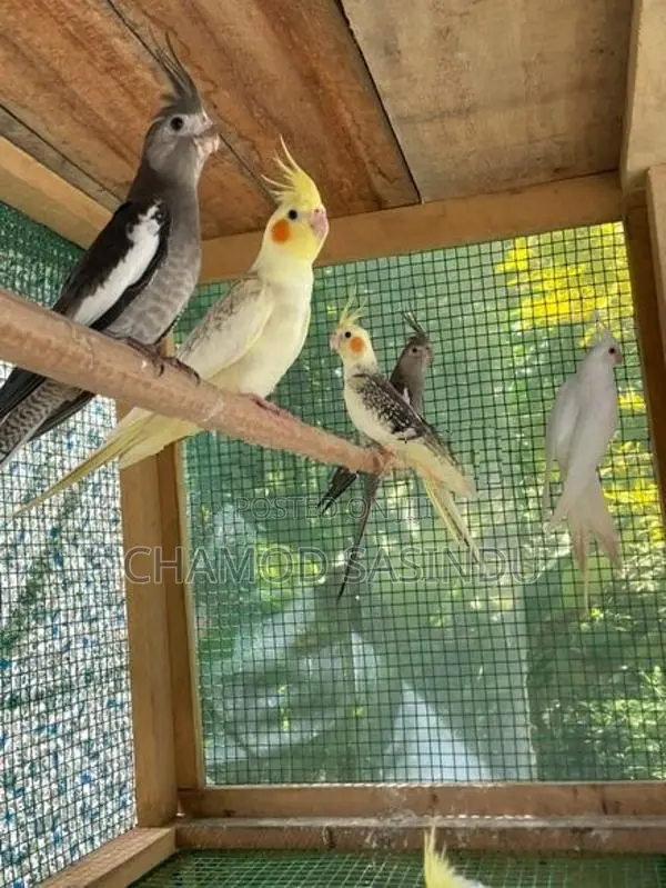 Cocktail Birds