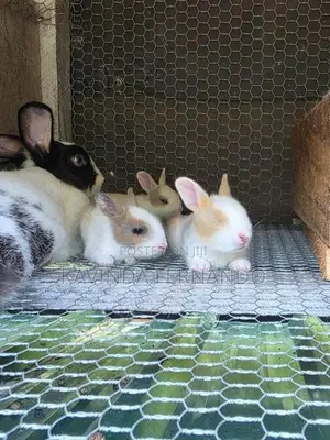 Rabbit