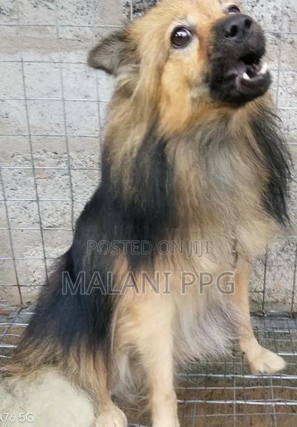 Lion Pomeranian Male Dog
