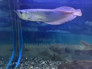 Silver Arowana