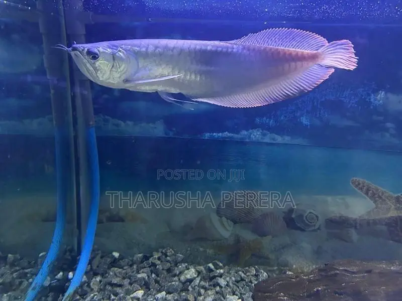 Silver Arowana