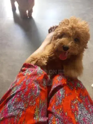 Toy Poodle Puppy