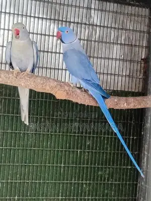 Ringneck Birds