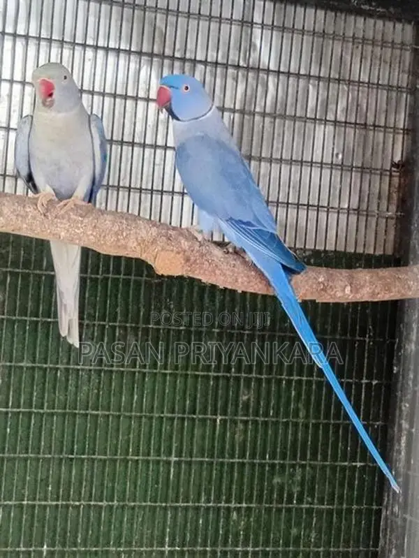 Ringneck Birds