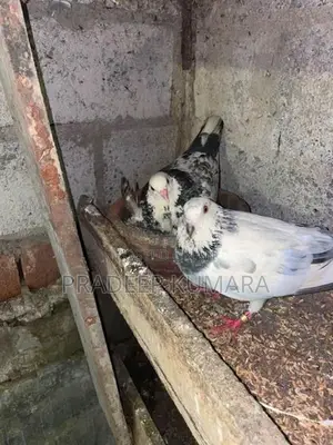 පරවියන්
