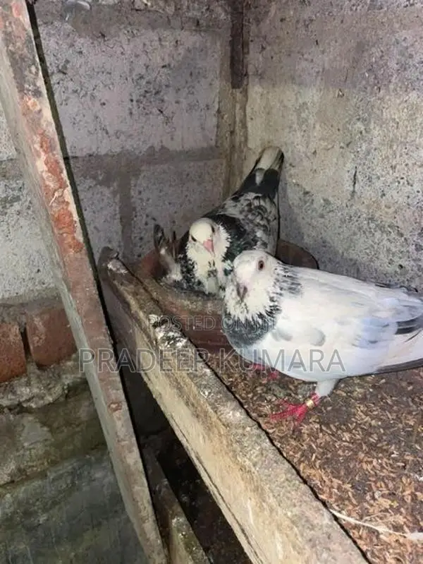 පරවියන්