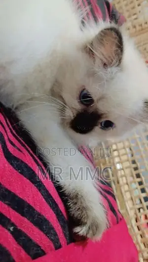 Himalayan Cat