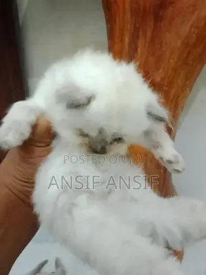 Himalayan Kitten